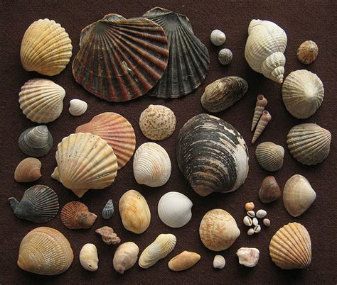 dating seashells